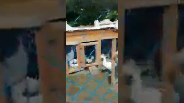 хозяин двора смотреть онлайн