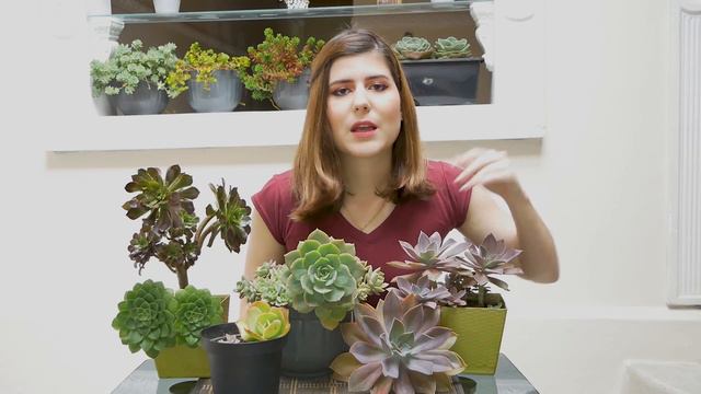 10 SUCULENTAS A PRUEBA DE TODO │IDEALES PARA JARDÍN EXTERIOR смотреть онлайн