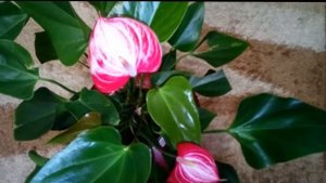 Антуриумы Ливиум и Свит Дрим и Орхидея