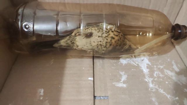 Птица ударилась. Реанимация. дрозд-рябинник смотреть онлайн