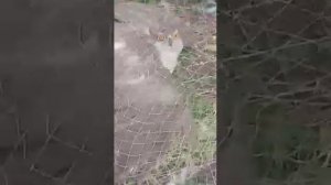 как поймать ястреба. делаю ловушки на заказ.