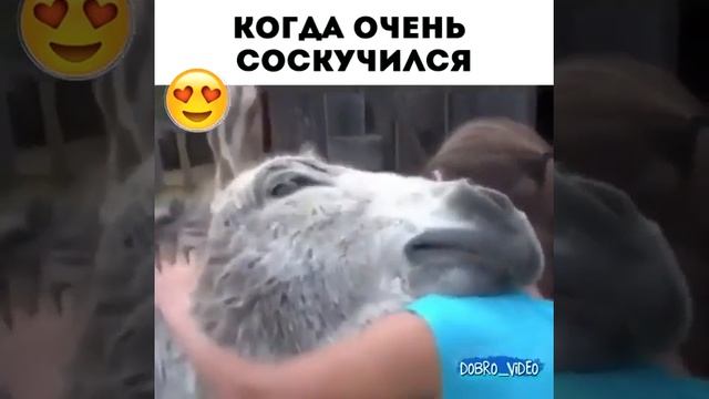 ОСЕЛ- СОСКУЧИЛСЯ!!!