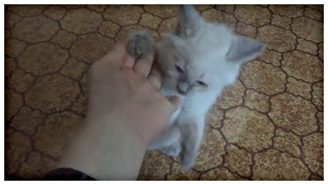 Кот Томми. История про приезд ветеринара. Бездомный котенок. смотреть онлайн