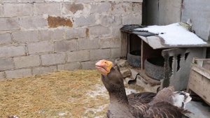 Тульские горбоносые гуси