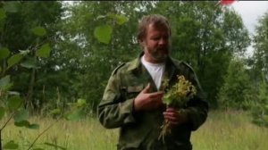 Манжетка обыкновенная
