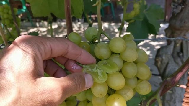 Виноград " Озон " смотреть онлайн