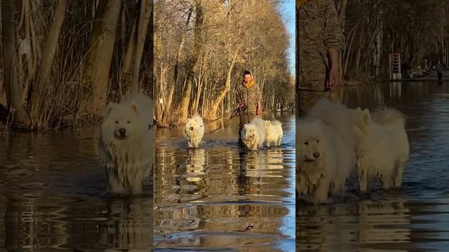 Прогулки по воде