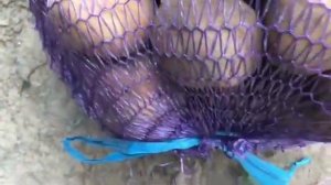 Картофель сорта Вектор 5+ из Нижегородской области