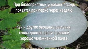 Выращивание тыквы. Как вырастить тыкву?