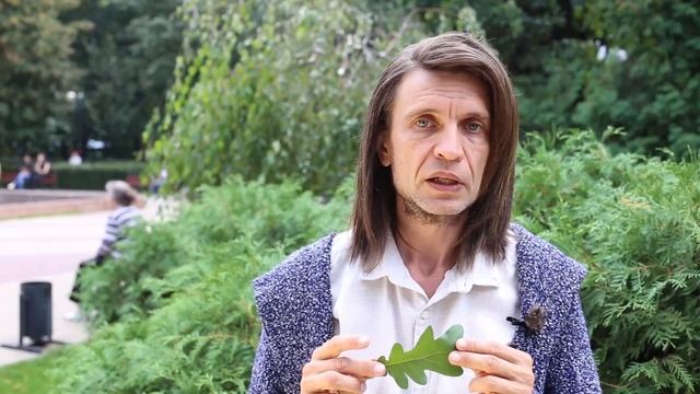 Дуб пирамидальный I Quercus robur Pyramidalis смотреть онлайн