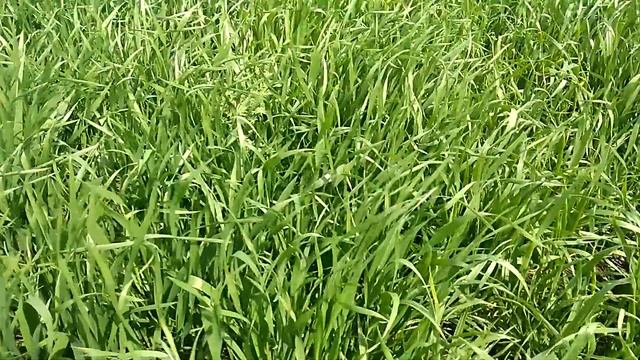 28 апреля первый выезд на поле обработка полей от сорняка . испытание бочки . смотреть онлайн