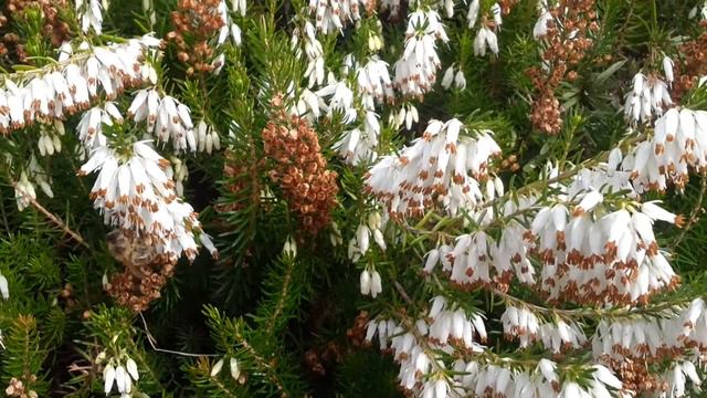 Bees on Spring heather смотреть онлайн