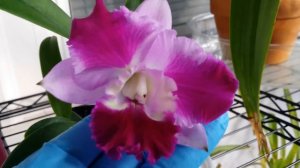 Mislabeled Cattleya: Lc. Mini Song 'Petite'