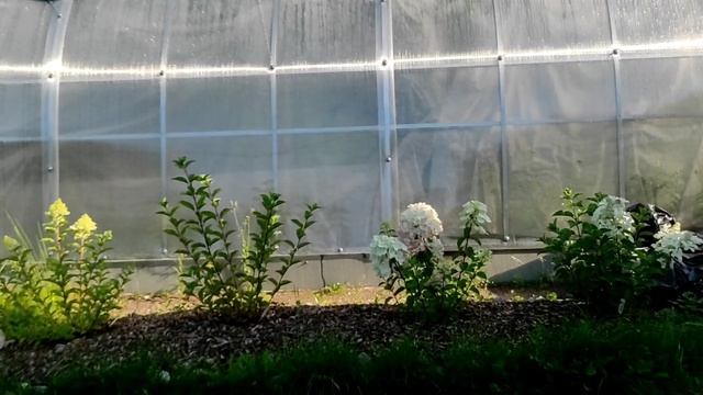 24.08.22.Дача..шикарная гортензия Даймонд Руж. смотреть онлайн