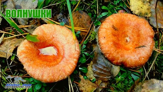 ГРИБЫ ВИДЕО. СБОР ГРИБОВ. ВИДЫ ГРИБОВ. СЪЕДОБНЫЕ ГРИБЫ. 72 вида и подвида - то что я ем смотреть онлайн