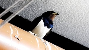 Весна Звук пения Ласточки в природе