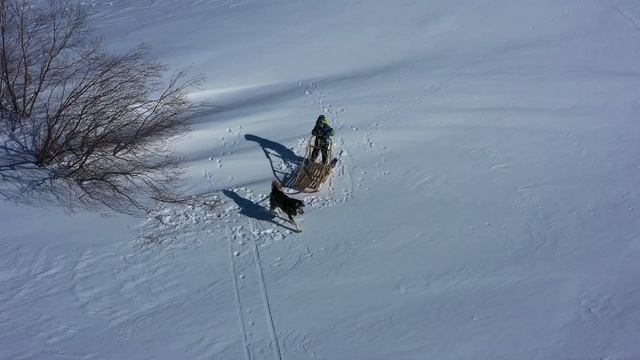 Покатушки на собачьей упряжке в ясный зимний день: девушка с дочкой и пес-маламут (село Красное) смотреть онлайн