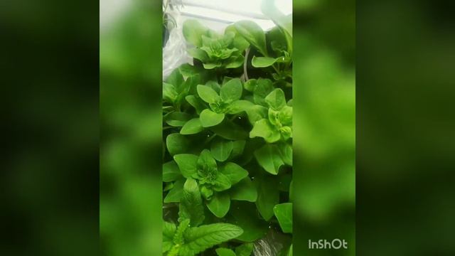 Петуния смотреть онлайн