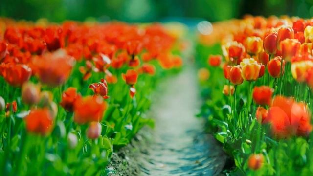 Привітання з днем народження донечки смотреть онлайн