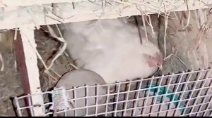 Курица наседка. От начала до появления цыплёнка.