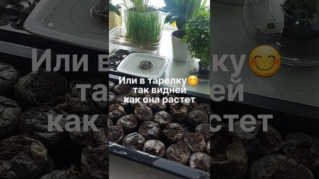 Как быстро размочить торфяные таблетки