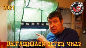 Высадка семян перца чили в грунт. Сезон 2021.