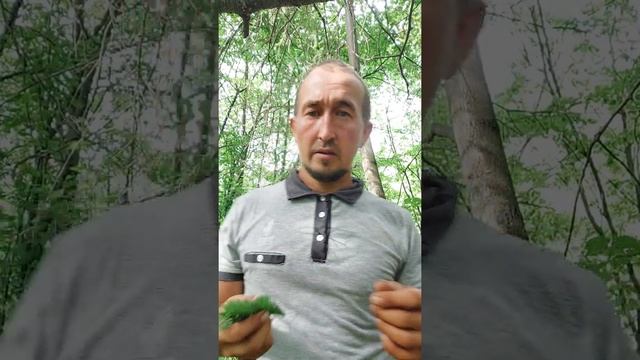 Очищение организма ветки пихты смотреть онлайн