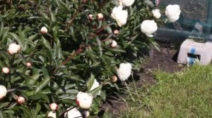 Louis Barthelot | R2 Flowers BV | Peonies