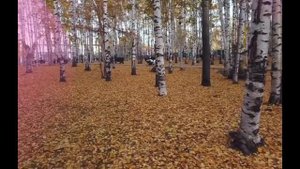 БЕРЕЗУ НЕЛЬЗЯ САЖАТЬ В САДУ !