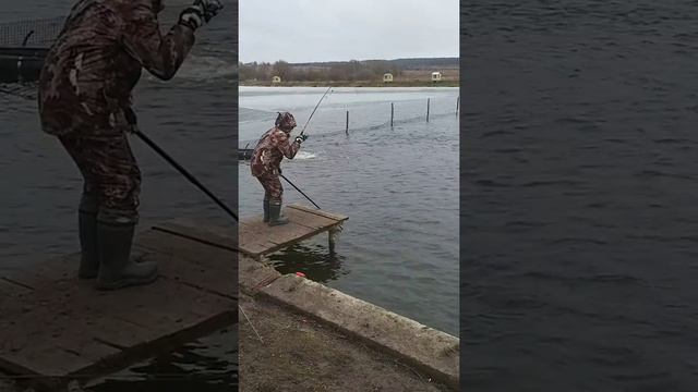 рыбалка рыбалка в подмосковье форель ловля форели суперкарп белеутово fishing trout troutfishing