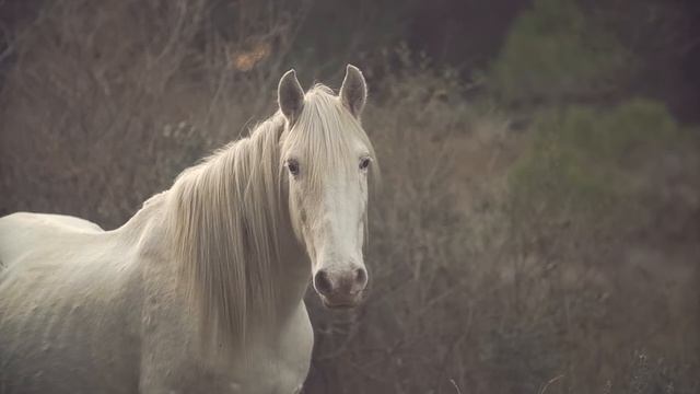 Лошади Ржание лошади Белые лошадки white horses Развивающее видео