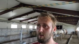 Опять в дороге, опять покупаем коров и лошадей.