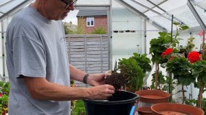 Re-potting our Cut-back Pelargoniums.