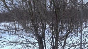 Охота на зайца и лису с Эстонской гончей 19.01.23