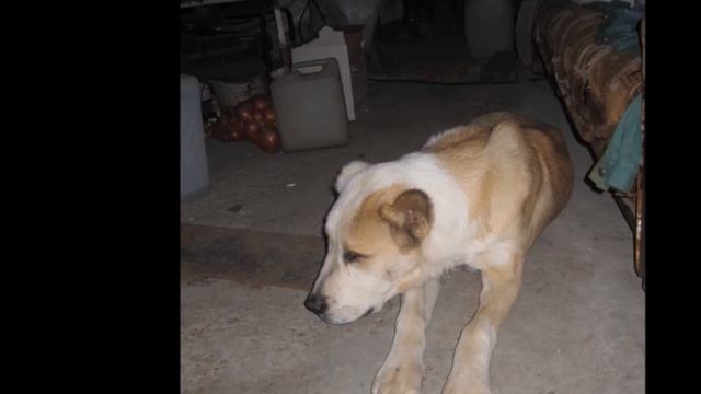 Алабай САМУРАЙ 1.wmv смотреть онлайн