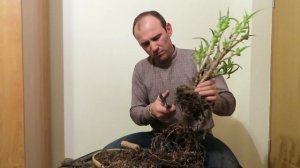 Aloe arborescens proiect bonsai