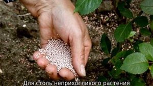 Роза Аделаида Худлесс