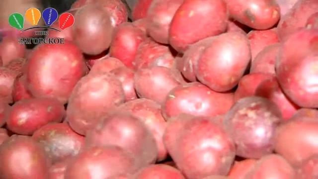 СППК "Загорское", Черняховский район