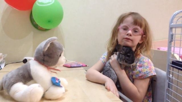 Покупаем шиншиллу в магазине