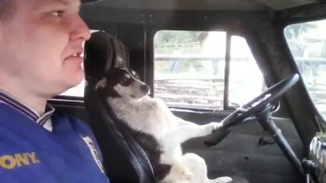 Мы едем с собакой смотреть онлайн