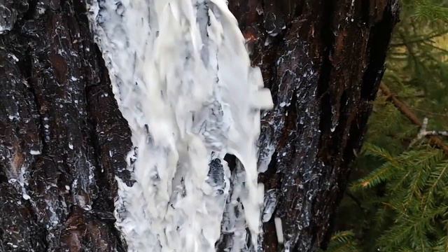 Ритуалы - онлайн Откупы на Йоль в лесу. К Дикой Охоте. 2. От инвалидности и увечий на молоко. смотреть онлайн