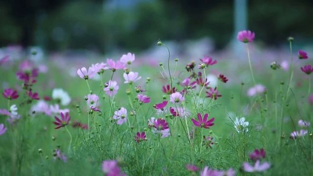 Музыка для релаксации и концентрации смотреть онлайн