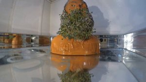 Chia JOe Thornton