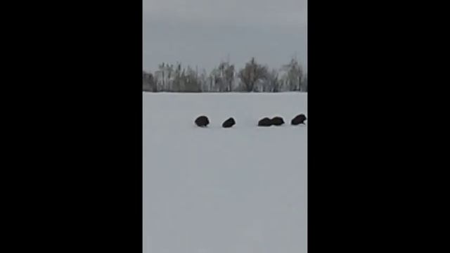 Пасём диких кабанов,охраняем от браконьеров смотреть онлайн