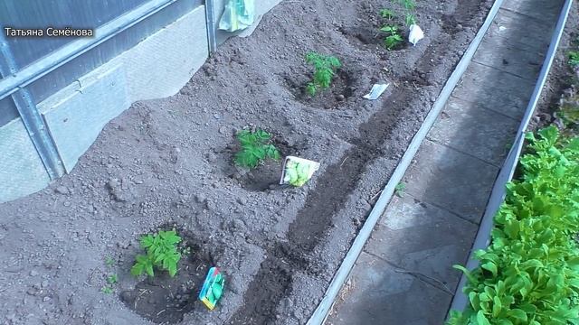 КАПЕЛЬНЫЙ ПОЛИВ в теплице ТРЕТИЙ СЕЗОН  монтаж проверка ЧЕСТНОЕ МНЕНИЕ. смотреть онлайн