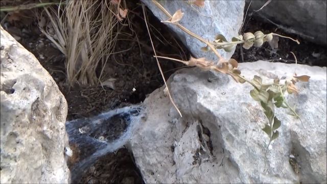 Her Yer Karadul #BöcekReis (Steatoda) смотреть онлайн