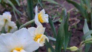 Нарцисс Cheerfulness (Чирфулнесс) #нарцисс#Cheerfulness#нарциссЧирфулнесс