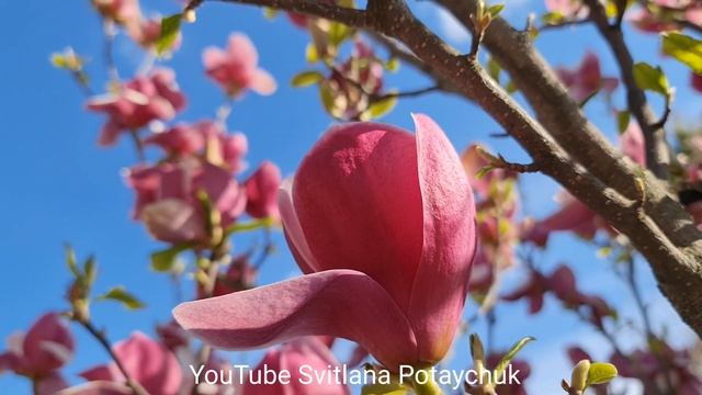 Магнолия шикарно цветёт. Магнолия - дерево полное изящества. смотреть онлайн