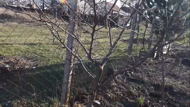 Подготовка сада фундука весной. Укоренение саженцев фундука.Трапезунд , Керасунд и Пурпурный. смотреть онлайн