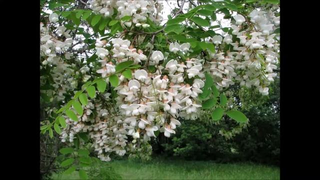 Robinia pseudoacacia смотреть онлайн